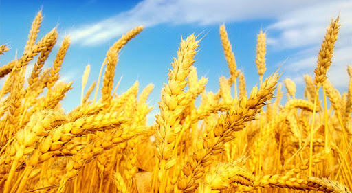 اجرای طرح یاوران تولید با محوریت گندم دیم در آذربایجان‌شرقی