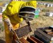 روزگار نامناسب زنبور داری در آذربایجان شرقی