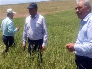 اجاجراي عمليات کشاورزي حفاظتي در ۴۲۰ هزار هکتار از اراضي آذربايجان شرقي