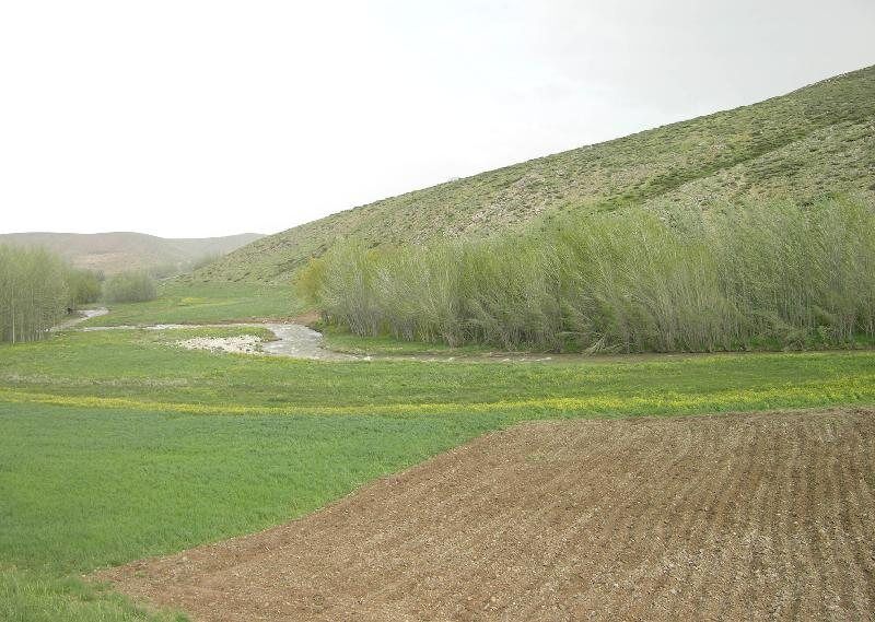اجرای طرح جهش تولید در دیمزارهای آذربایجان شرقی