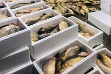 مردم آذربایجان شرقی کمتر از۸ کیلو ماهی در سال میخورند